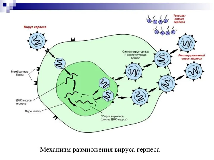 Механизм размножения вируса герпеса