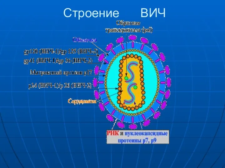 Строение ВИЧ