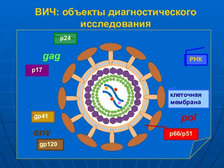 ВИЧ: объекты диагностического исследования РНК p66/p51 gp41 gp120 p24 p17 клеточная мембрана env gag pol