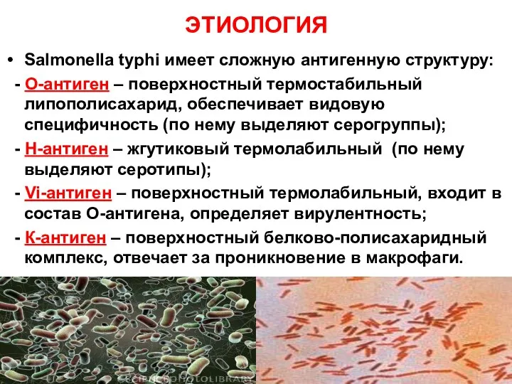 ЭТИОЛОГИЯ Salmonella typhi имеет сложную антигенную структуру: - О-антиген – поверхностный