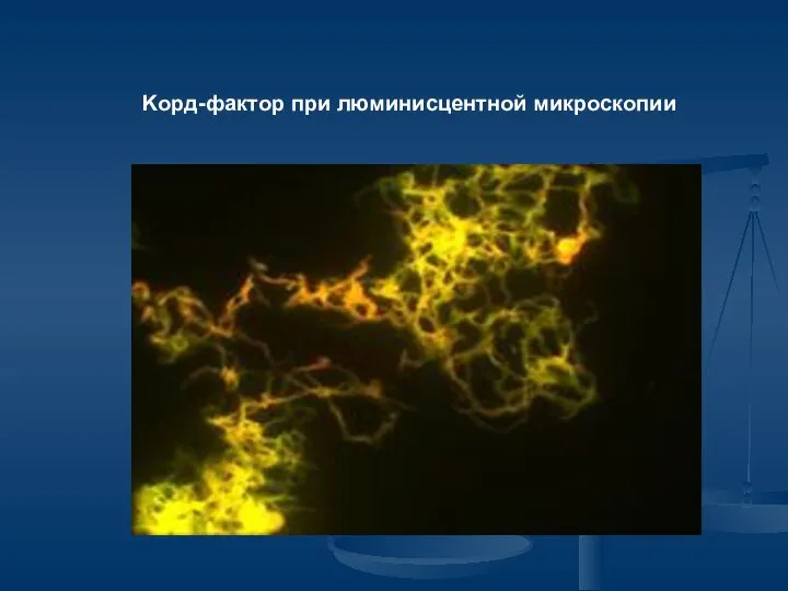 Kорд-фактор при люминисцентной микроскопии