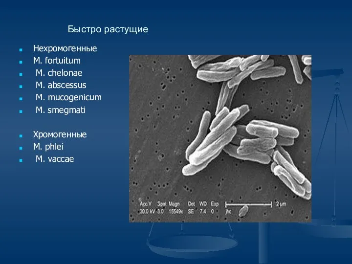 Быстро растущие Нехромогенные M. fortuitum M. chelonae M. abscessus M. mucogenicum