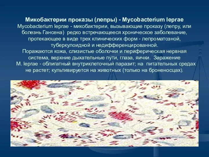 Микобактерии проказы (лепры) - Mycobacterium leprae Mycobacterium leprae - микобактерии, вызывающие