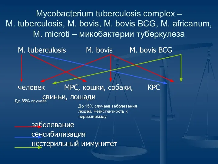 Mycobacterium tuberculosis complex – M. tuberculosis, M. bovis, M. bovis BCG,