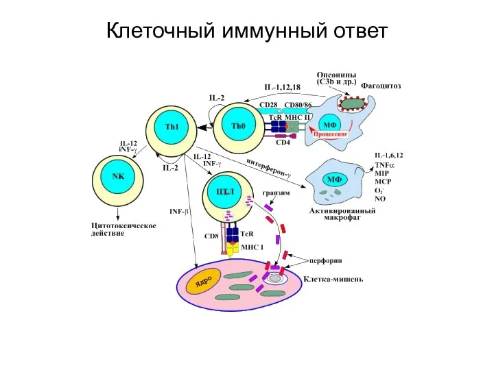 Клеточный иммунный ответ