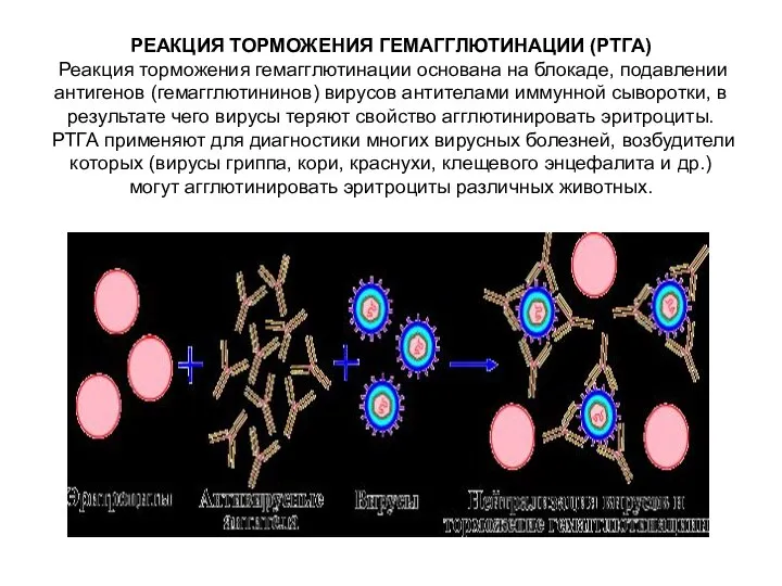 РЕАКЦИЯ ТОРМОЖЕНИЯ ГЕМАГГЛЮТИНАЦИИ (РТГА) Реакция торможения гемагглютинации основана на блокаде, подавлении