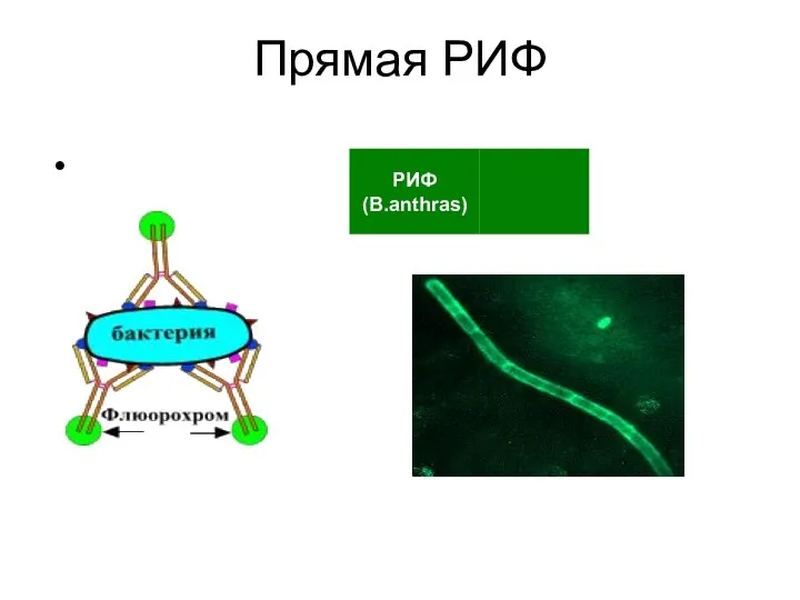 Прямая РИФ