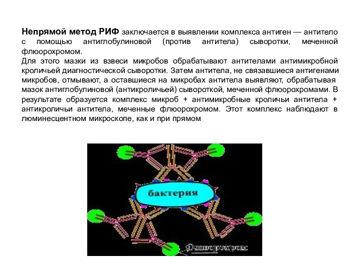 Непрямой метод РИФ заключается в выявлении комплекса антиген — антитело с