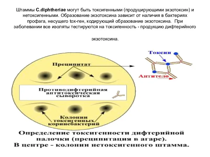 Штаммы C.diphtheriae могут быть токсигенными (продуцирующими экзотоксин) и нетоксигенными. Образование экзотоксина