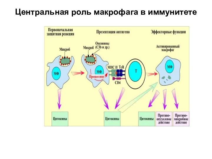 Центральная роль макрофага в иммунитете