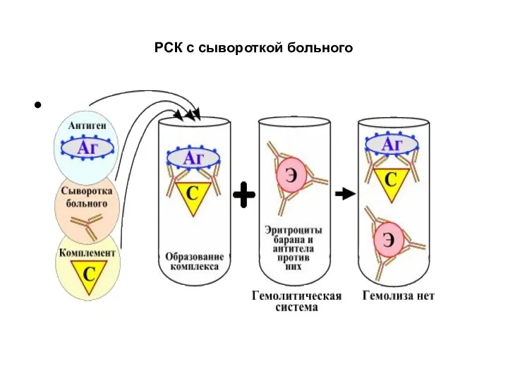 РСК с сывороткой больного