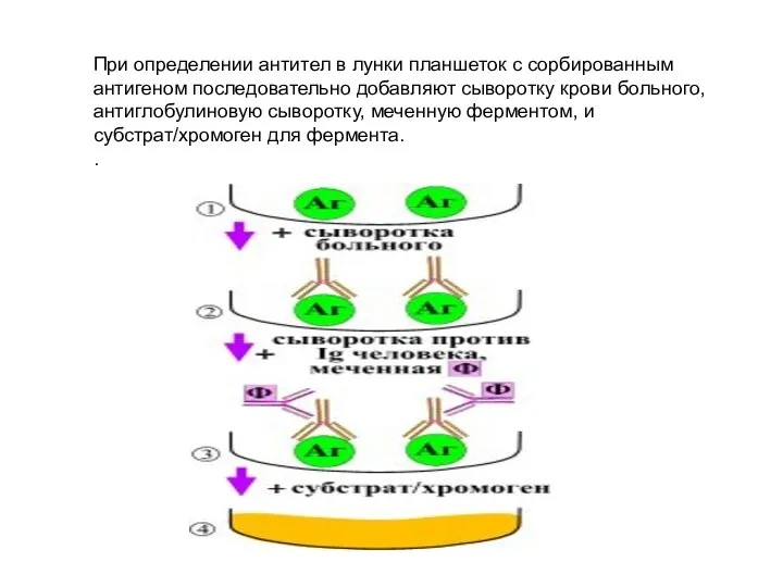 При определении антител в лунки планшеток с сорбированным антигеном последовательно добавляют