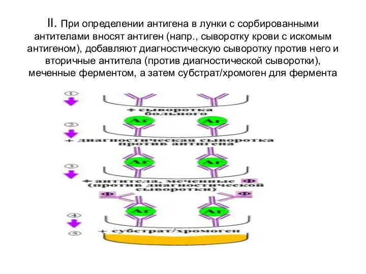 II. При определении антигена в лунки с сорбированными антителами вносят антиген