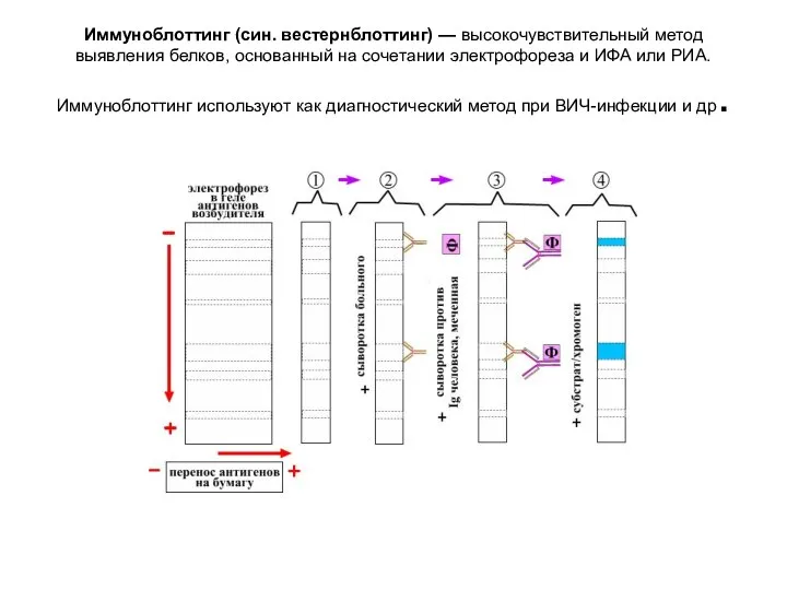 Иммуноблоттинг (син. вестернблоттинг) — высокочувствительный метод выявления белков, основанный на сочетании