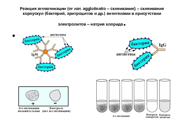 Реакция агглютинации (от лат. agglutinatio – склеивание} – склеивание корпускул (бактерий,