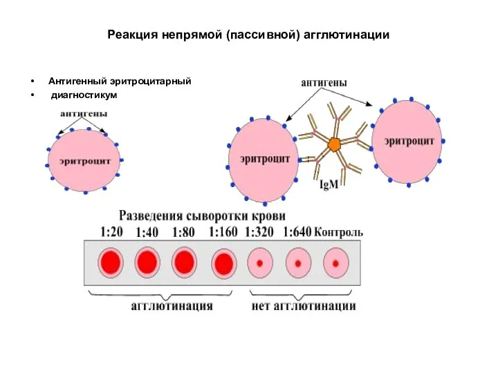 Реакция непрямой (пассивной) агглютинации Антигенный эритроцитарный диагностикум
