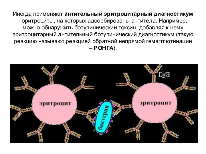 Иногда применяют антительный эритроцитарный диагностикум - эритроциты, на которых адсорбированы антитела.