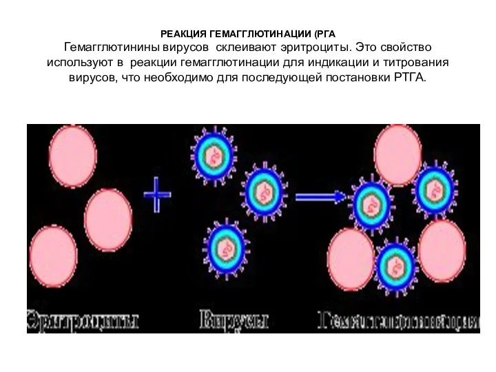 РЕАКЦИЯ ГЕМАГГЛЮТИНАЦИИ (РГА Гемагглютинины вирусов склеивают эритроциты. Это свойство используют в