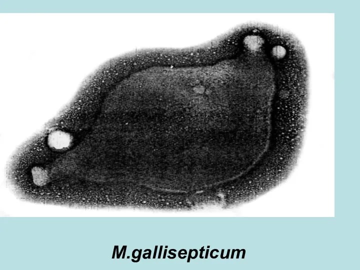 M.gallisepticum