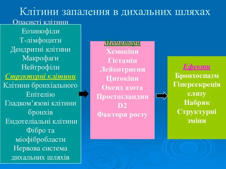 Клітини запалення в дихальних шляхах Опасисті клітини Еозинофіли Т-лімфоцити Дендритні клітини