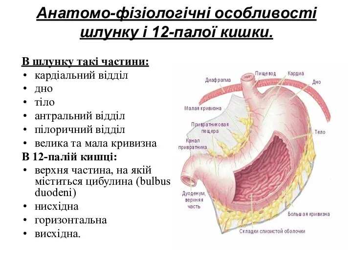 Анатомо-фізіологічні особливості шлунку і 12-палої кишки. В шлунку такі частини: кардіальний