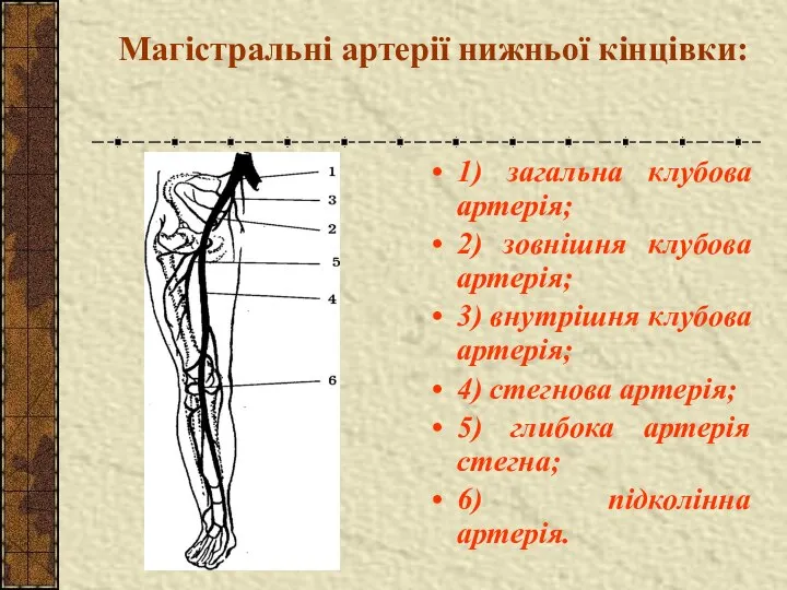 Магістральні артерії нижньої кінцівки: 1) загальна клубова артерія; 2) зовнішня клубова