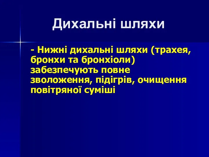 Дихальні шляхи - Нижні дихальні шляхи (трахея, бронхи та бронхіоли) забезпечують