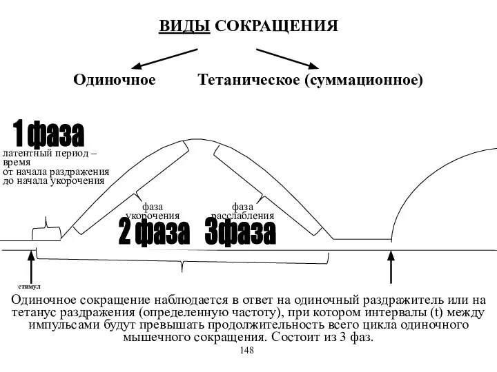 ВИДЫ СОКРАЩЕНИЯ Одиночное Тетаническое (суммационное) латентный период – время от начала