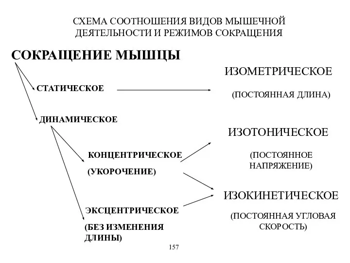 СХЕМА СООТНОШЕНИЯ ВИДОВ МЫШЕЧНОЙ ДЕЯТЕЛЬНОСТИ И РЕЖИМОВ СОКРАЩЕНИЯ СОКРАЩЕНИЕ МЫШЦЫ СТАТИЧЕСКОЕ