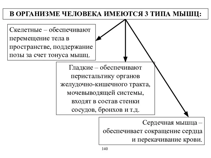 В ОРГАНИЗМЕ ЧЕЛОВЕКА ИМЕЮТСЯ 3 ТИПА МЫШЦ: Скелетные – обеспечивают перемещение