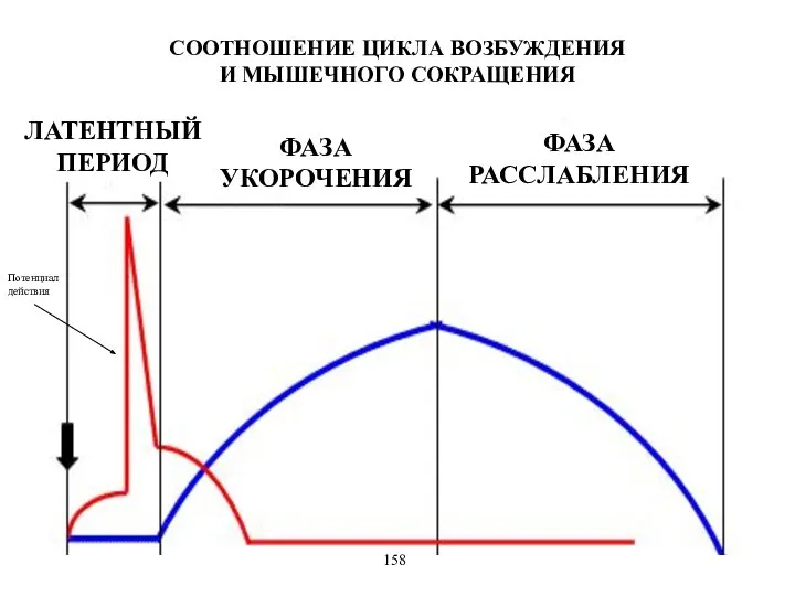 СООТНОШЕНИЕ ЦИКЛА ВОЗБУЖДЕНИЯ И МЫШЕЧНОГО СОКРАЩЕНИЯ ФАЗА УКОРОЧЕНИЯ ФАЗА РАССЛАБЛЕНИЯ ЛАТЕНТНЫЙ ПЕРИОД Потенциал действия 158