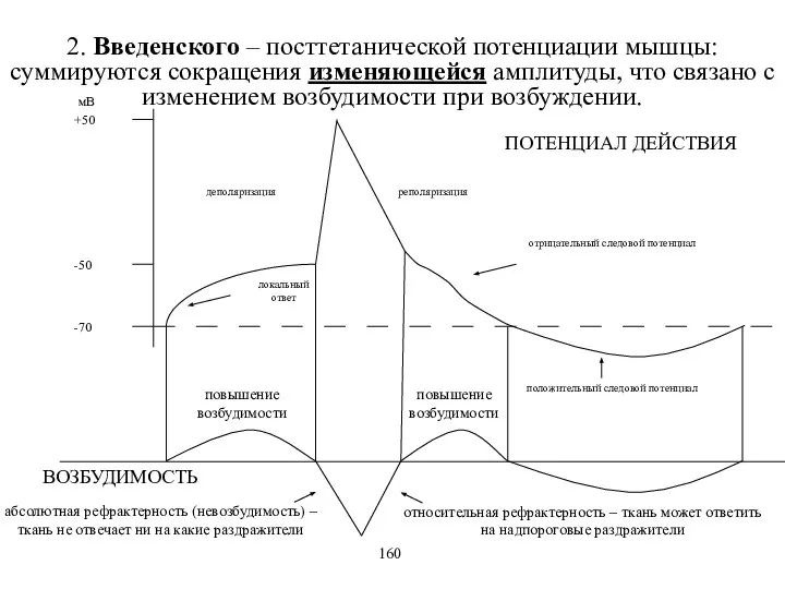 2. Введенского – посттетанической потенциации мышцы: суммируются сокращения изменяющейся амплитуды, что