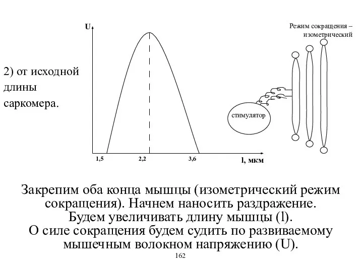 2) от исходной длины саркомера. Закрепим оба конца мышцы (изометрический режим