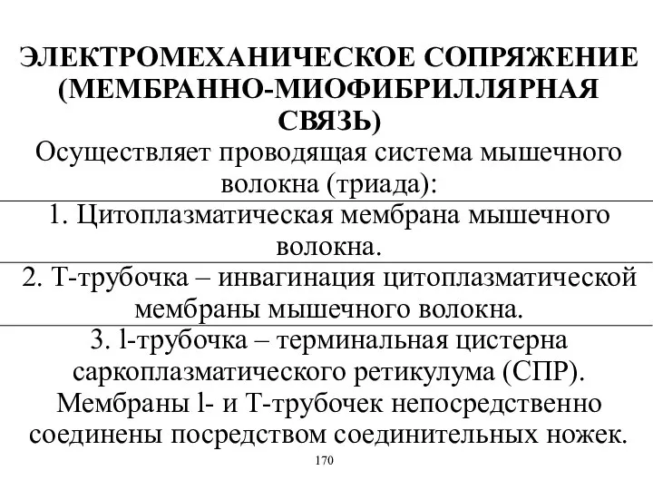 170 ЭЛЕКТРОМЕХАНИЧЕСКОЕ СОПРЯЖЕНИЕ (МЕМБРАННО-МИОФИБРИЛЛЯРНАЯ СВЯЗЬ) Осуществляет проводящая система мышечного волокна (триада):