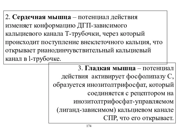 2. Сердечная мышца – потенциал действия изменяет конформацию ДГП-зависимого кальциевого канала