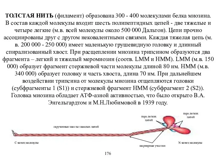 ТОЛСТАЯ НИТЬ (филамент) образована 300 - 400 молекулами белка миозина. В