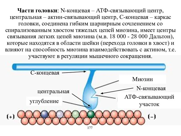 Части головки: N-концевая – АТФ-связывающий центр, центральная – актин-связывающий центр, С-концевая