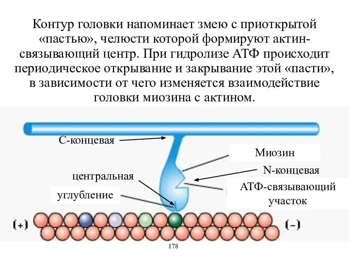 N-концевая центральная С-концевая Миозин АТФ-связывающий участок углубление 178 Контур головки напоминает