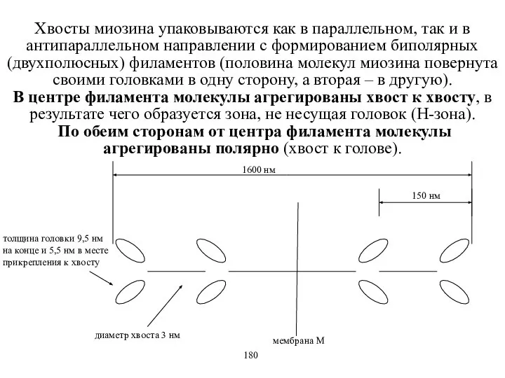 Хвосты миозина упаковываются как в параллельном, так и в антипараллельном направлении