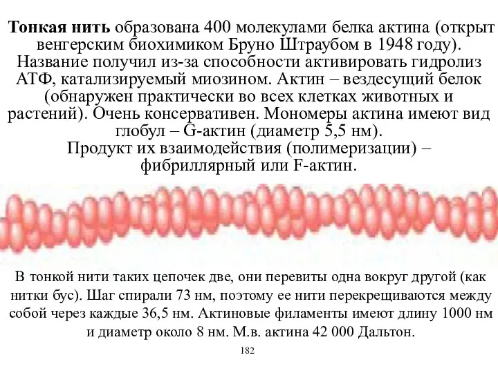 Тонкая нить образована 400 молекулами белка актина (открыт венгерским биохимиком Бруно