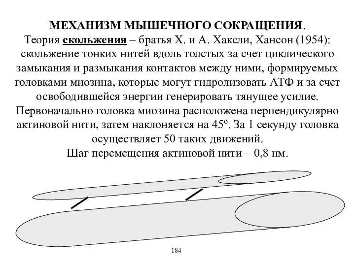 МЕХАНИЗМ МЫШЕЧНОГО СОКРАЩЕНИЯ. Теория скольжения – братья Х. и А. Хаксли,