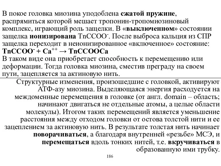 В покое головка миозина уподоблена сжатой пружине, распрямиться которой мешает тропонин-тропомиозиновый