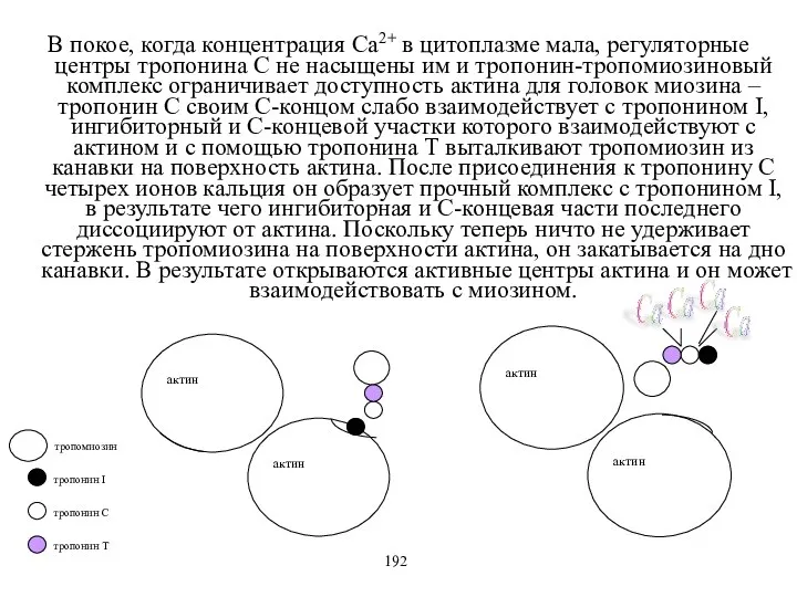 В покое, когда концентрация Са2+ в цитоплазме мала, регуляторные центры тропонина