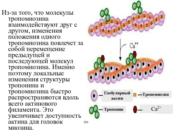 Из-за того, что молекулы тропомиозина взаимодействуют друг с другом, изменения положения