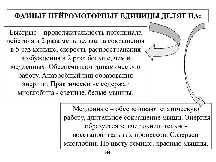 ФАЗНЫЕ НЕЙРОМОТОРНЫЕ ЕДИНИЦЫ ДЕЛЯТ НА: Быстрые – продолжительность потенциала действия в