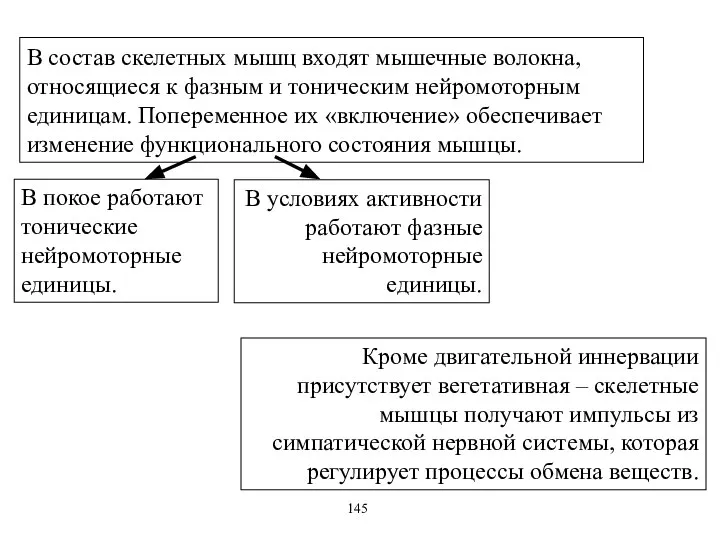 В состав скелетных мышц входят мышечные волокна, относящиеся к фазным и