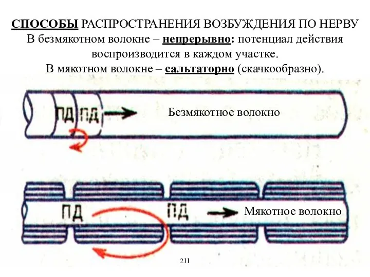 СПОСОБЫ РАСПРОСТРАНЕНИЯ ВОЗБУЖДЕНИЯ ПО НЕРВУ В безмякотном волокне – непрерывно: потенциал