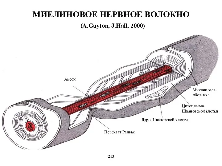 МИЕЛИНОВОЕ НЕРВНОЕ ВОЛОКНО (A.Guyton, J.Hall, 2000) Миелиновая оболочка Цитоплазма Швановской клетки