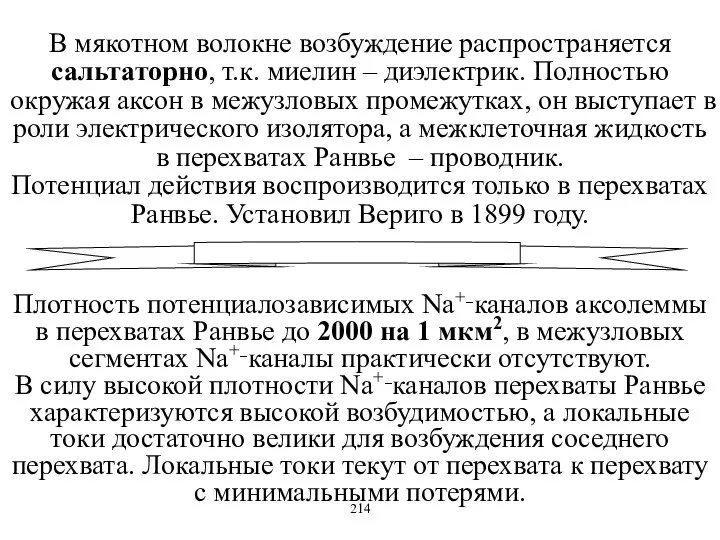 В мякотном волокне возбуждение распространяется сальтаторно, т.к. миелин – диэлектрик. Полностью