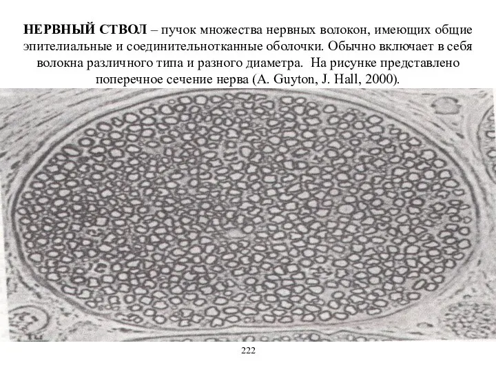 НЕРВНЫЙ СТВОЛ – пучок множества нервных волокон, имеющих общие эпителиальные и
